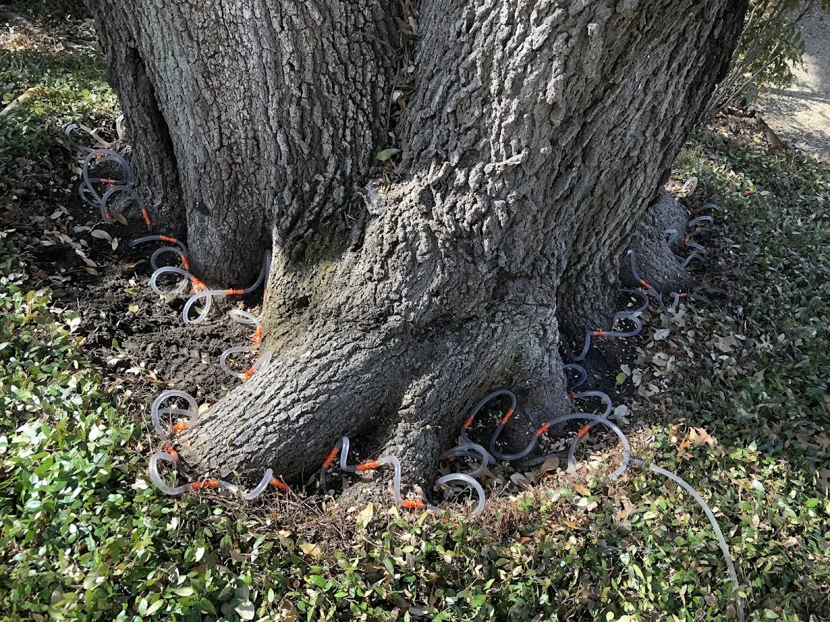 Detailed Tree Cabling and Bracing job site in Brookline Village