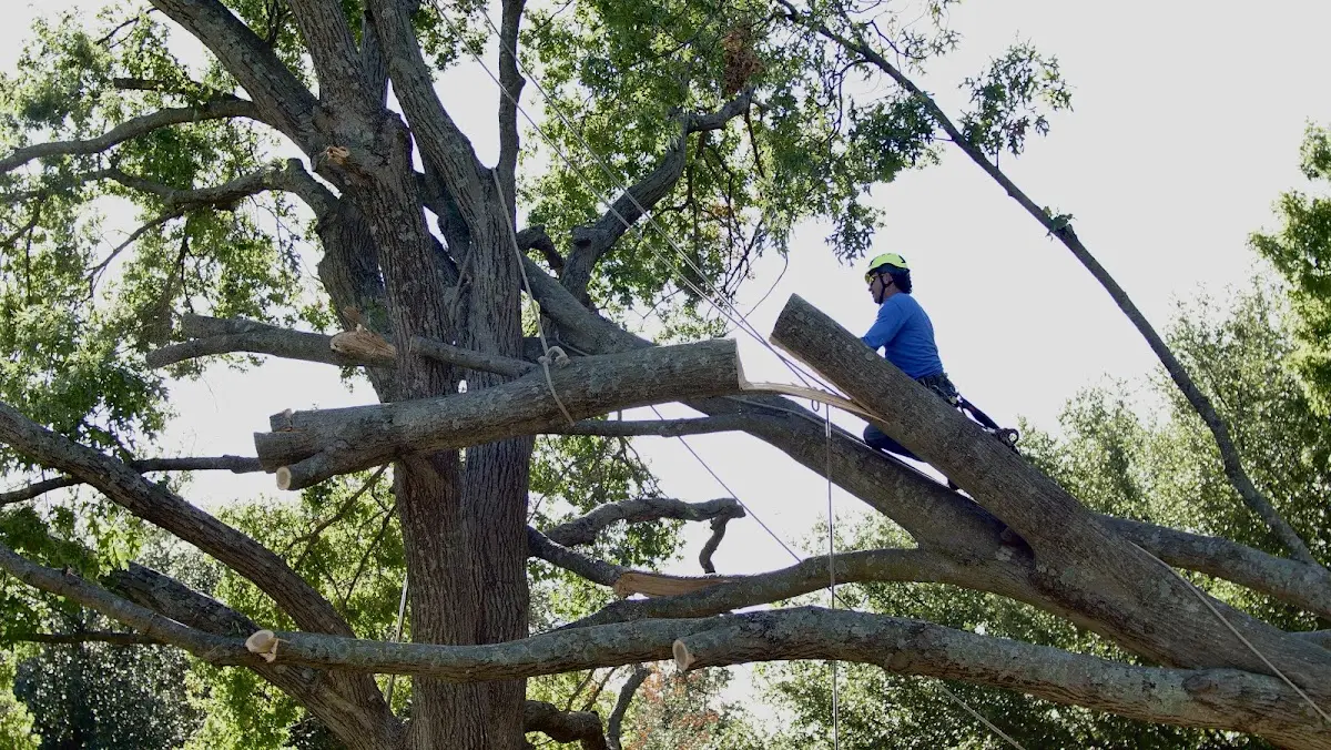 Professional Hazardous Tree Removal performed by certified arborists in Brookline Village