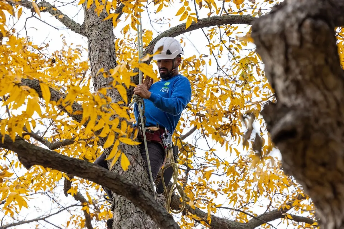 Skilled Tree Planting crew working in Brookline Village