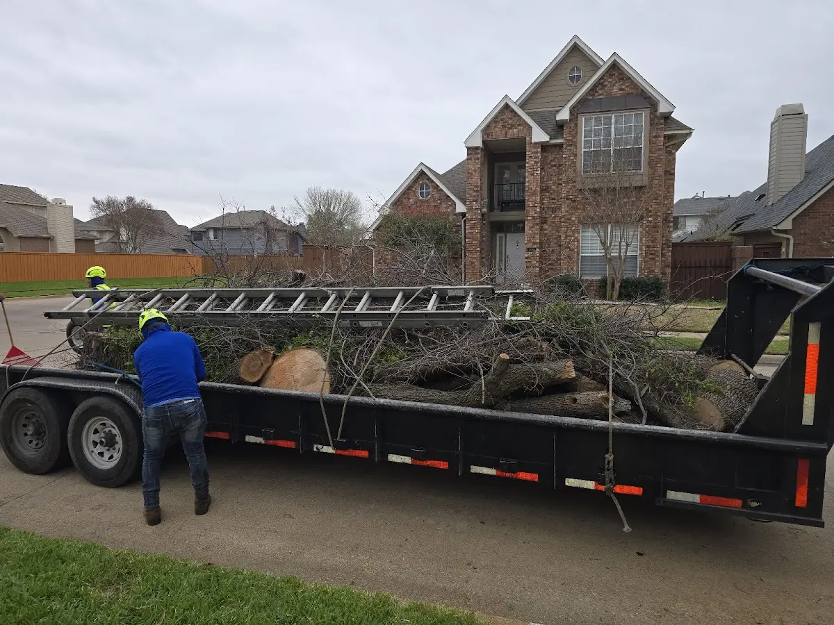 Expert Tree Pest Control with proper safety equipment in Brookline Village